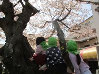 光沢寺の桜