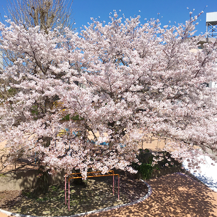 境内の桜